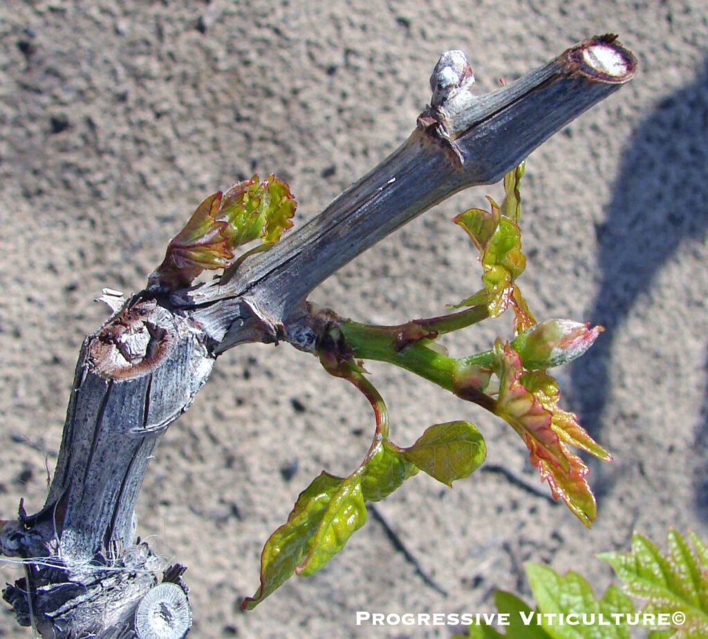 Figure 1. Three early-season developmental stages on the same spur: wooly bud (E-L stage 03, upper bud), budbreak (E-L stage 05, basal bud), and two to three leaves unfolded (E-L stage 09, lower bud (Progressive Viticulture©)