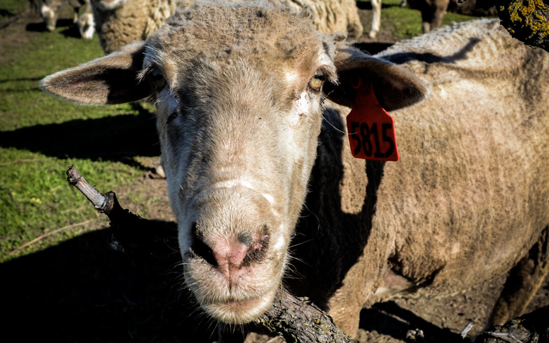 SHEEP GRAZING IN LODI VINEYARDS – VIDEO PREMIERE