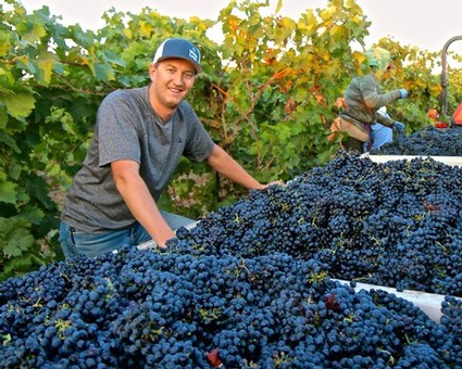 Aaron Shinn vineyard manager during harvest