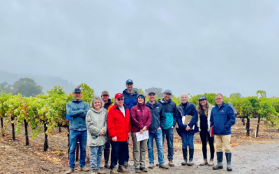 INTRODUCING THE LODI GRAPEVINE ROOTSTOCK RESEARCH FOCUS GROUP
