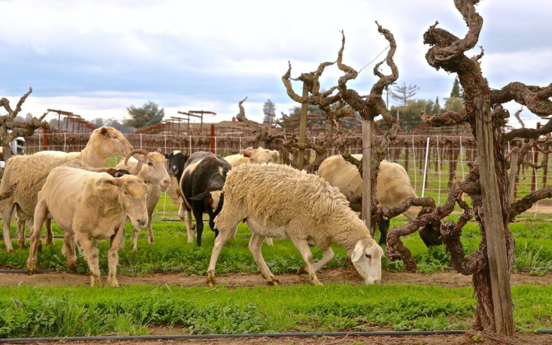 SHEEP GRAZING IN LODI VINEYARDS