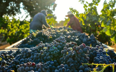 STORYTELLING: THE SECRET TO SELLING YOUR GRAPES