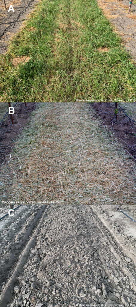 Fig. 1. Surface characteristics of vineyard floors impact their effects, including the presence of vegetation (A), a cover crop residue mulch (B), or cultivated bare soil (C). (Photo Source: Progressive Viticulture, LLC©)