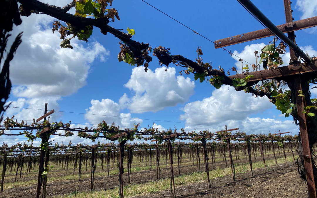 SPOTLIGHT ON FROST DAMAGE IN GRAPES