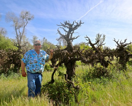 Somers Vineyard manager Mike Anagnos with one of the larger Mission specimens in this riverside growth.