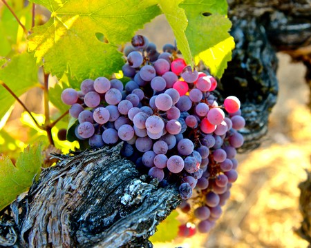 Typically pale colored Mission grapes near to harvest.