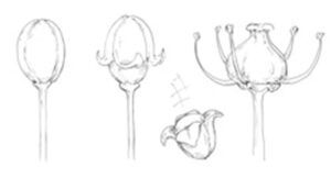 Grape flowers from initial formation to cap fall to pre-fertilization (left to right). Illustrations courtesy of Eric Stafne, Mississippi State University.