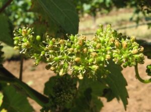 A grape inflorescence with nearly 100% cap fall. Photo by Patty Skinkis, Oregon State University.