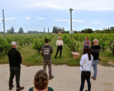 The Lucas Winery's Heather Pyle Lucas in her organically and sustainably farmed ZinStar Vineyard.