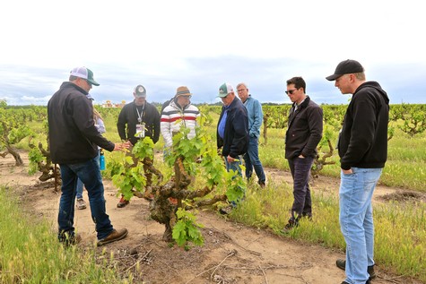 The visiting sommeliers in Marian's Vineyard with Mohr-Fry Ranches owner/growers Jerry and Bruce Fry.
