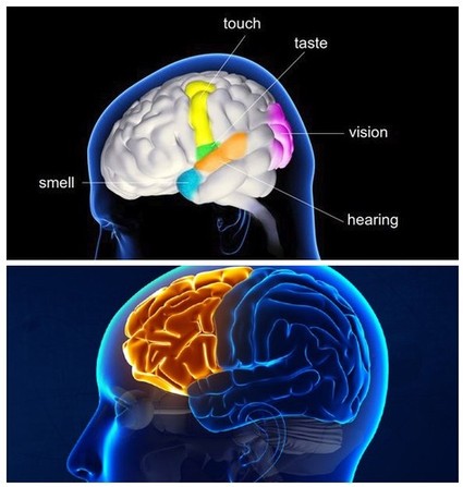 At the top, the temporal lobes of the central nervous system utilized to distinguish tastes; and at the bottom, the cerebellum and prefrontal cortex used to process the memories necessary for identifying sensations of smell, touch, taste, vision and hearing.