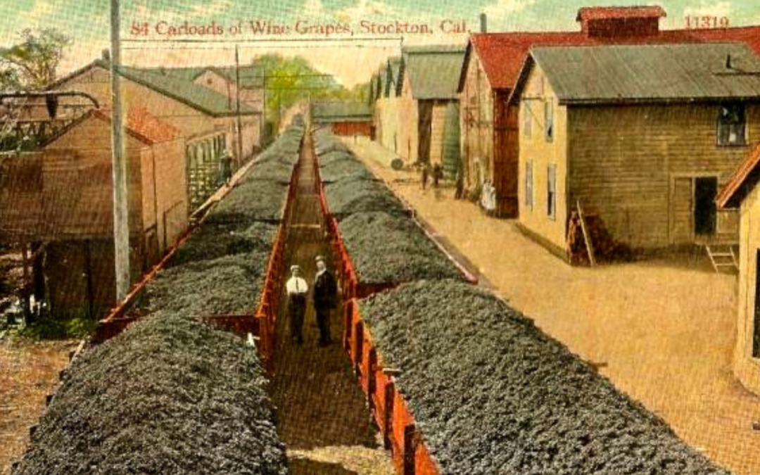 Early 1900s colorized picture postcard depicting grapes arriving at Stockton's El Pinal Winery, a winery founded in 1858 that contracted many of Lodi's growers all the way through the 1930s.