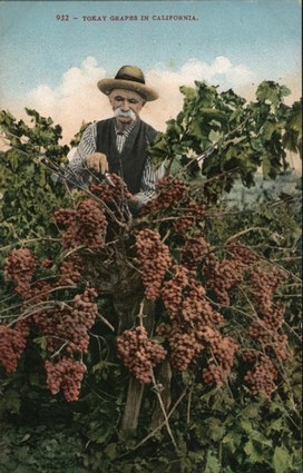 1909 picture postcard showing the bounties of Flame Tokay, the grape that brought prosperity to Lodi.