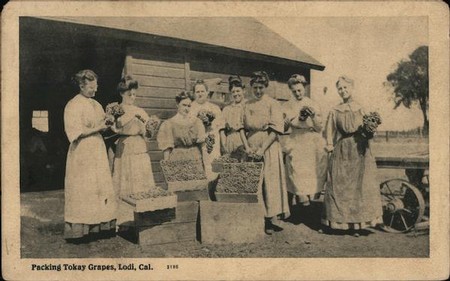 1910 picture postcard paying homage to Lodi's leading product (Flame Tokay) and grape packers.
