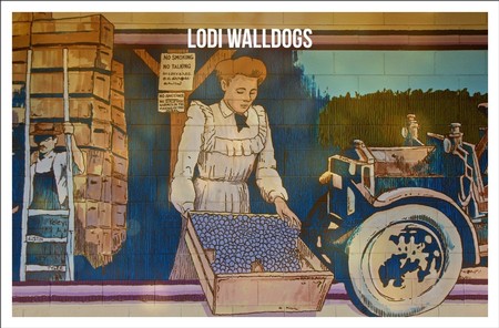 Modern day: Lodi Walldogs mural resurrecting the image of a grape packer ("No smoking, no talking!") once captured in a photograph displayed at the 1907 Tokay Carnival.
