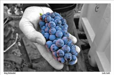 Modern times: Lodi's King Zinfandel, the region's leading grape since the 1970s.
