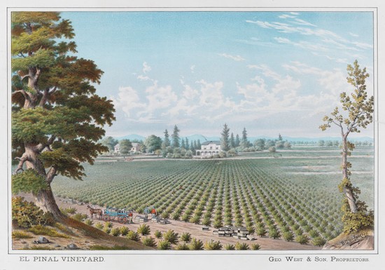 1890s postcard printed for Stockton's El Pinal Vineyard winery and estate. Dr. Dean L. Mawdsley collection, California State Library.