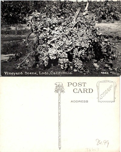 Early 1900s "Vineyard Scene" in Lodi wine country.