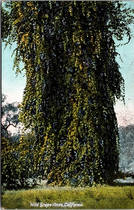 1908 postcard showing "Wild Grape Vines" (native species) which Lodi's original settlers found hanging from trees all along the Mokelumne, Calaveras, Cosumnes and Dry Creek waterways.