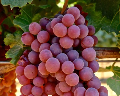 Close-up of Chardonnay rosa, an unsual clonal variant of the Chardonnay grape, in the Jahant-Lodi AVA.