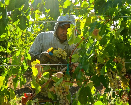 2022 harvest of the rare (for California) Assyrtiko grape in the Perlegos family vineyards.