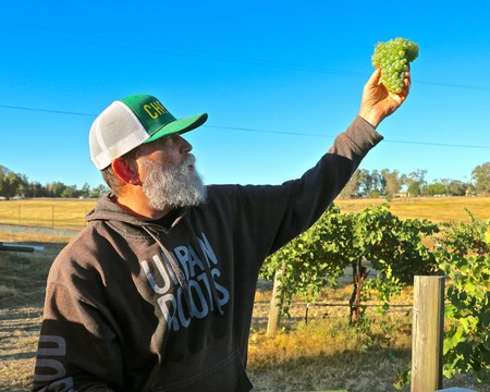 Winemaker Craig Haarmeyer showing his appreciation of one of many alternative grapes grown in Lodi.