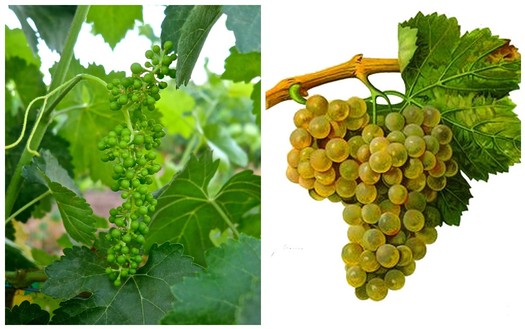 Macabeo cluster in Bokisch's Miravet Vineyards (left), and illustration of typical Macabeo grown in Spain.