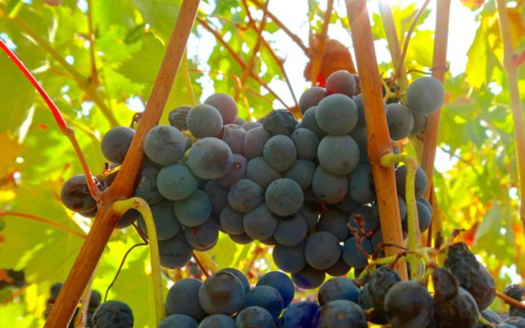 A LONG OVERLOOKED ITALIAN GRAPE – NEBBIOLO – HAS FOUND ITS PLACE IN LODI HILLSIDES