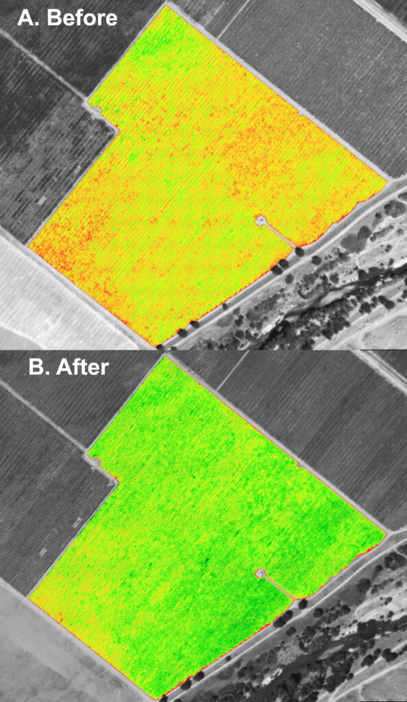 Fig. 4. (A) A C3 Vegetative Index map from August 2010 before slip plowing and (B) a C3 Vegetative Index map from August 2011 the year after slip plowing a vineyard with a distinct boundary interface between the topsoil and subsoil. (Aerial Images courtesy of Vino Farms, Inc.)