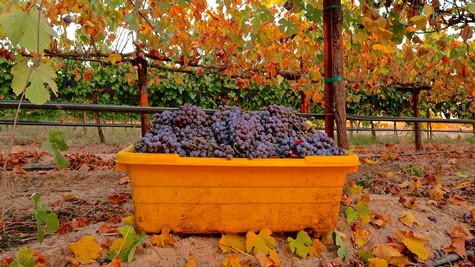 2019 Anaya Vineyards Nebbiolo harvest in Potrero Vineyard, Clements Hills Lodi AVA.