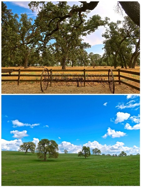 Valley oaks (top) in Jessie's Grove on the west side of the Mokelumne River-Lodi AVA; blue oaks (bottom), indigenous to the hillier areas of the Clements Hills AVA, on the eastern edge of the Lodi appellation.