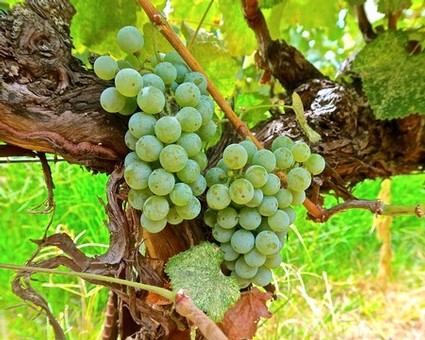 Organically/sustainably grown Mokelumne River-Lodi Albariño in Bokisch Vineyards' Las Cerezas Vineyard.