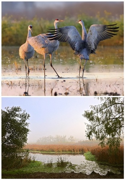 Majestic sandhill cranes, yearly migrants to the lush, watery Mokelumne River (below) area.