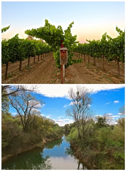 Sustainably farmed vineyards of the Heritage Oak Winery estate, tucked against the lush riparian growth of the Mokelumne River as it winds through the east side of Lodi's Mokelumne River AVA.