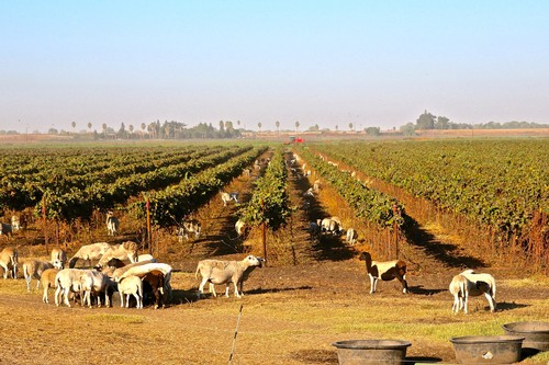 Sheep doing post-harvest work in the sustainably farmed Under the Sea Vineyard owned by Lodi's Ripken family.