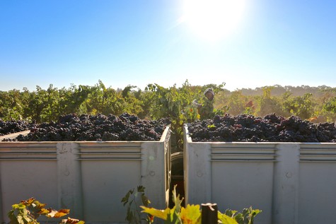 2022 harvest in Lodi's non-certified organically farmed Bechthold Vineyard, primarily sourced by small, artisanal, natural style vintners.