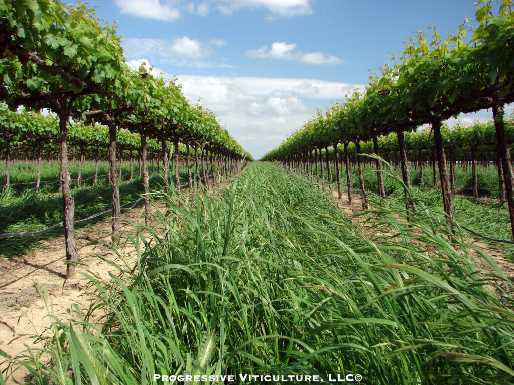 Figure 3. A forage grass cover crop in a no-till Chardonnay vineyard.(Photo Source: Progressive Viticulture, LLC©)