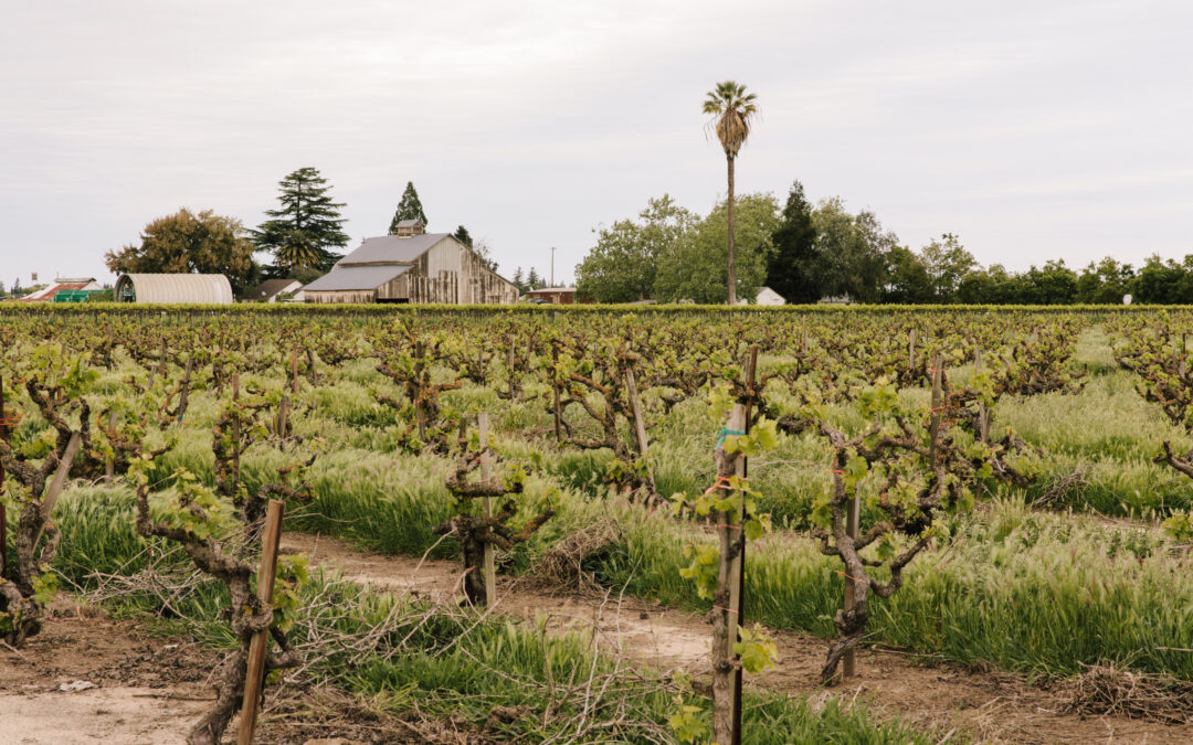 2023 UPDATE – LODI VINEYARDS FINALLY GETTING THEIR DUE BY BEING RECOGNIZED BY HISTORIC VINEYARD SOCIETY