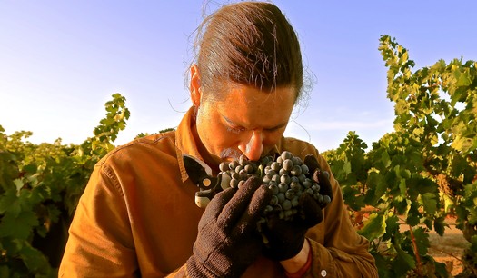 Visiting sommelier experiencing harvest of ancient vine Lodi Zinfandel, in a block planted in 1889.