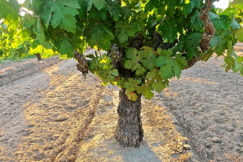 Bush-like old vine Zinfandel, originally planted in the 1940s, thriving in the extremely deep (as much as 100-feet) sandy loam soil which defines the Mokelumne River-Lodi AVA.