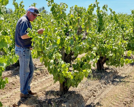 Bill Stokes among his Jahant-Lodi AVA old vines in Brovelli Ranch.