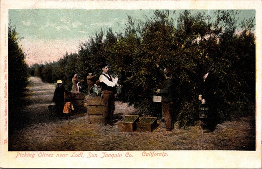 Vintage postcard from the early 1900s of olive harvest in Lodi, reflecting the common knowledge among farmers well over 100 years ago that the region's climate is ideally suited to plants native to the Mediterranean Basin.