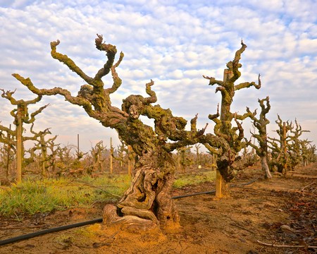 nterplanting of head trained Zinfandel planted in 1904 with younger vines trained as taller vertical cordons in Lodi's acclaimed Lizzy James Vineyard.