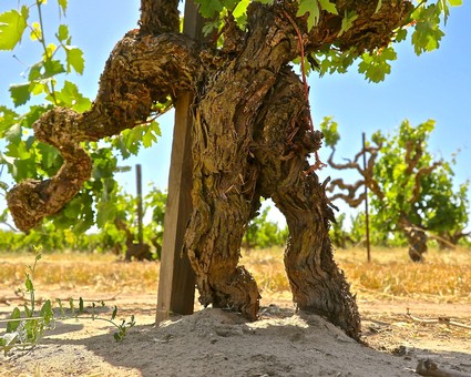 Hollowed trunk of own-rooted Zinfandel in Marian's Vineyard, originally planted in 1901.