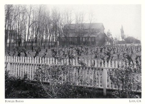 Vintage postcard depicting Flame Tokay vines in 1907, at a time when many vineyards in Lodi were already of advanced age.