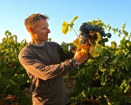 Markus Wine Co. winemaker/owner/grower Markus Niggli with Nicolini Ranch Carignan clusters.