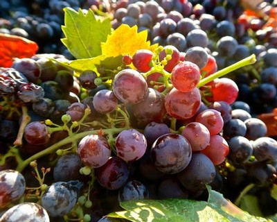 Close-up of Zinfandel harvested in 2022 at Rous Vineyard.