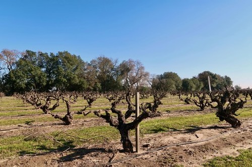 Dairy Vineyard, traditionally head trained, own-rooted Zinfandel planted in 1918 along the Mokelumne River (riverside treeline in the backdrop).