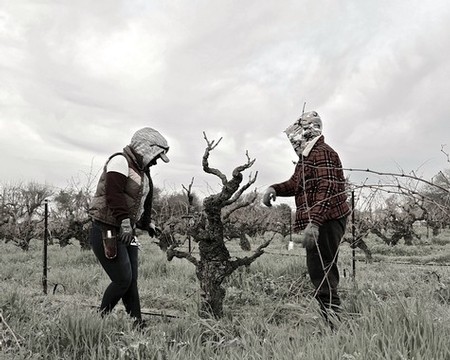 Winter pruners in Stampede Vineyard.