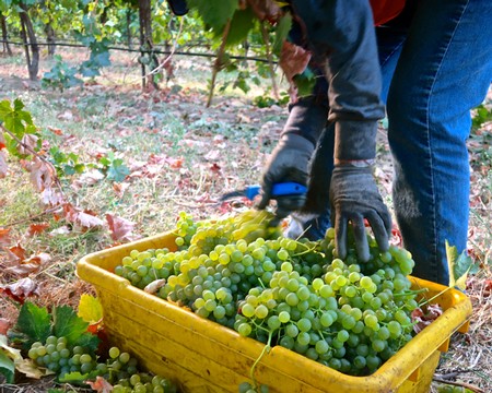 Harvesting of Vermentino—a quintessential, native Mediterranean grape—in Vino Farms' Clements Hills-Lodi vineyard.